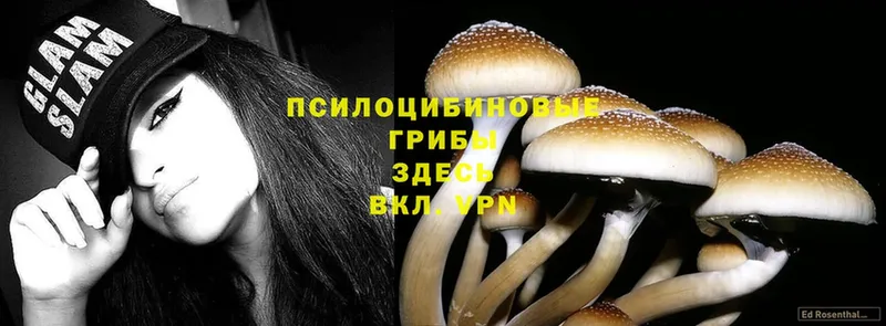 купить   Любань  Галлюциногенные грибы MAGIC MUSHROOMS 